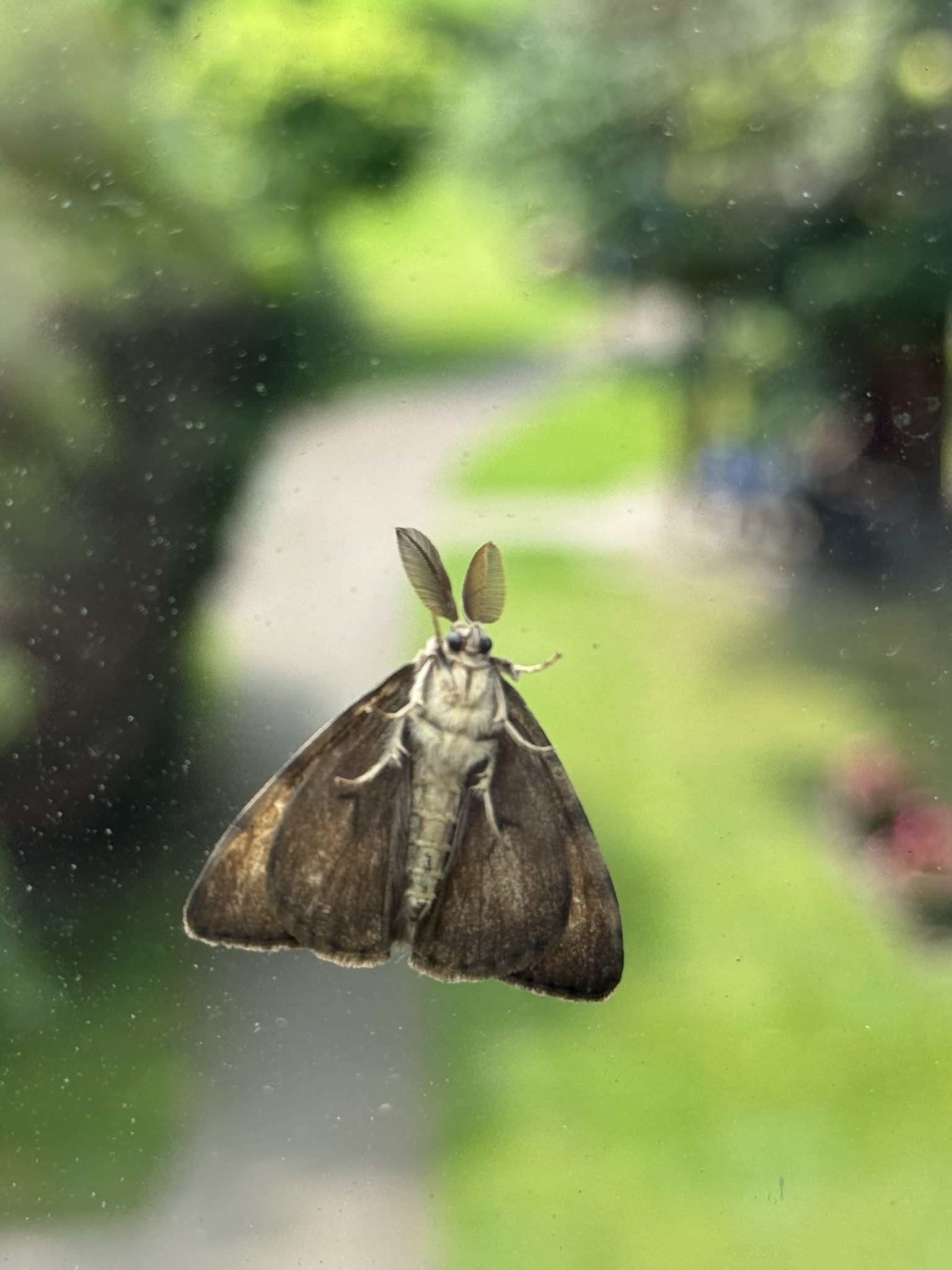 Ein eigenartig Getier an meiner Fensterscheibe…